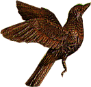 Cuckoo Bird