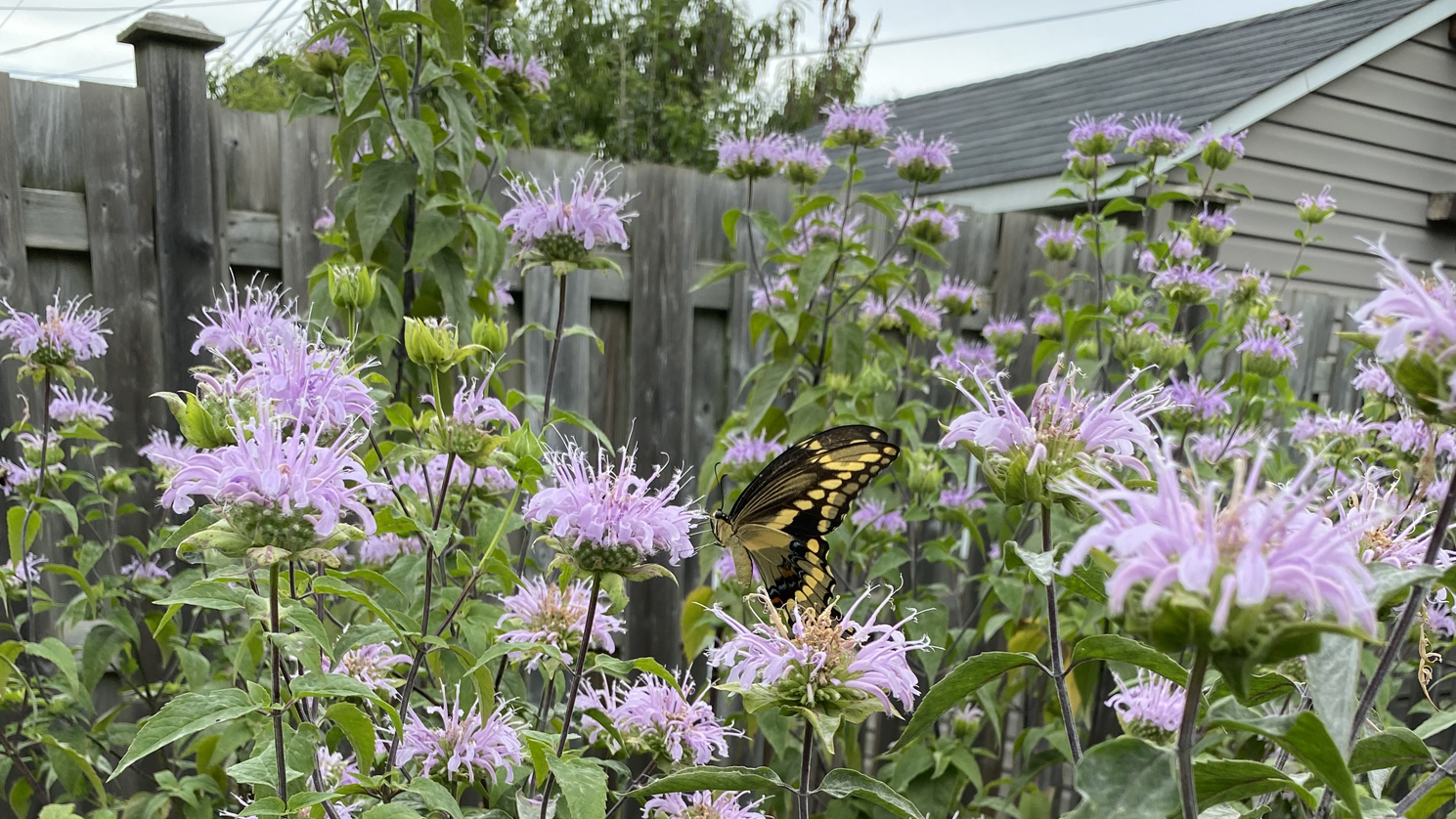 Backyard garden July 2025 - Eastern Giant Swallowtail nectaring on Monarda