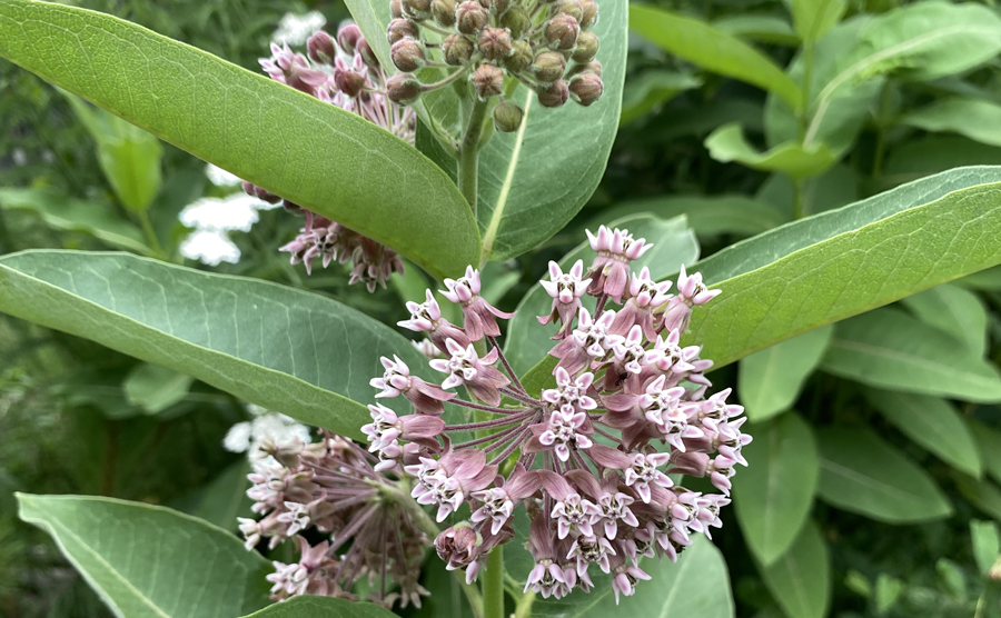 Milkweed in meadow garden