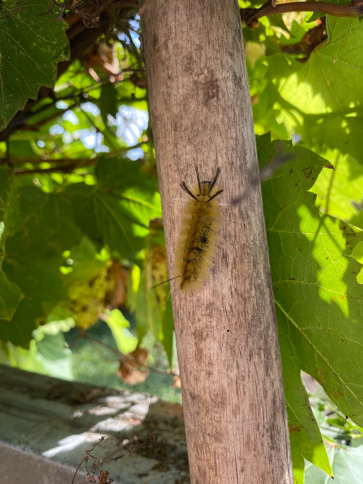 Banded Tussock Moth (Halysidota tessellaris)