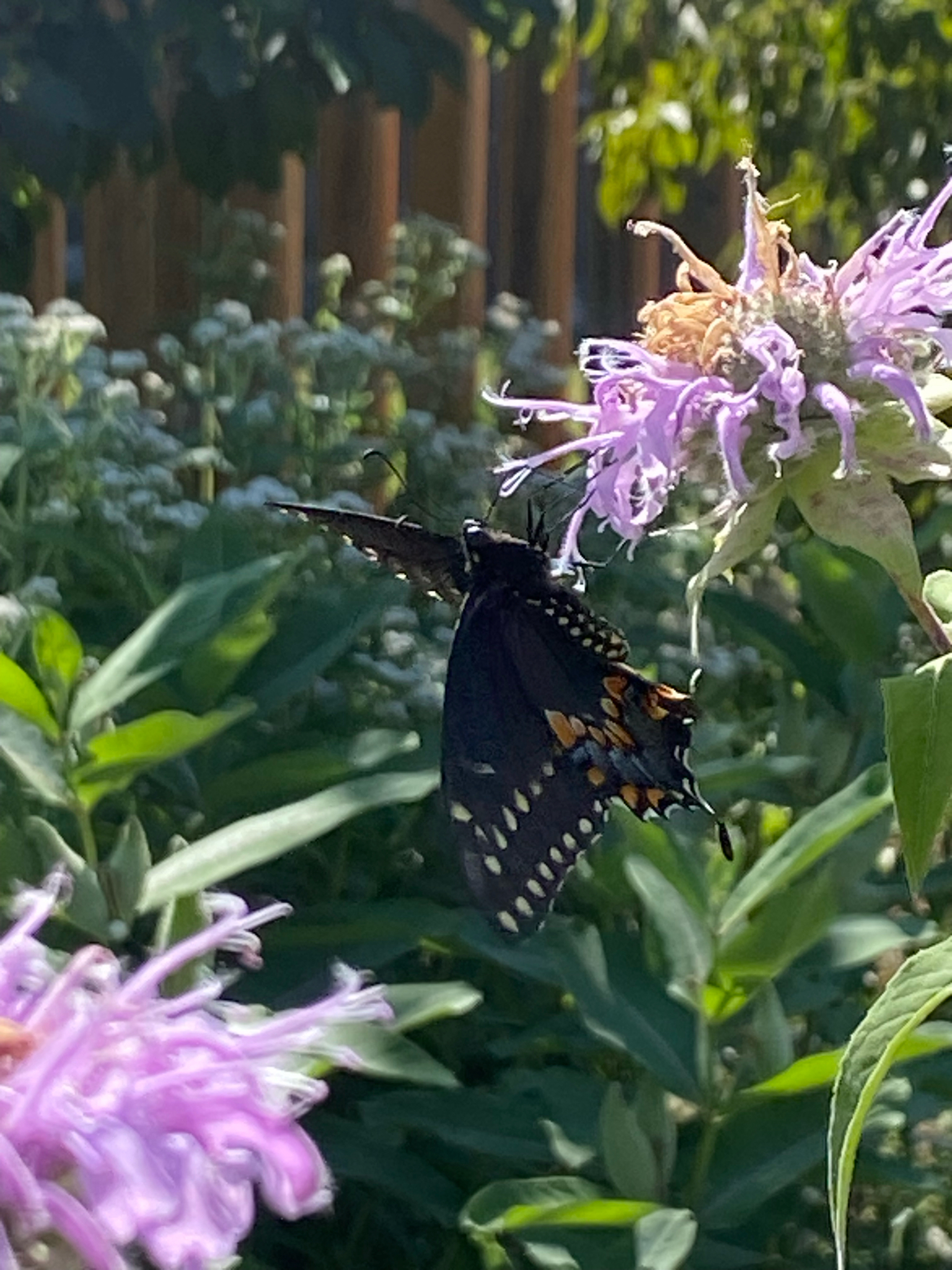 Black Swallowtail (Papilio polyxenes) observed on Bee Balm (Monarda fistulosa)