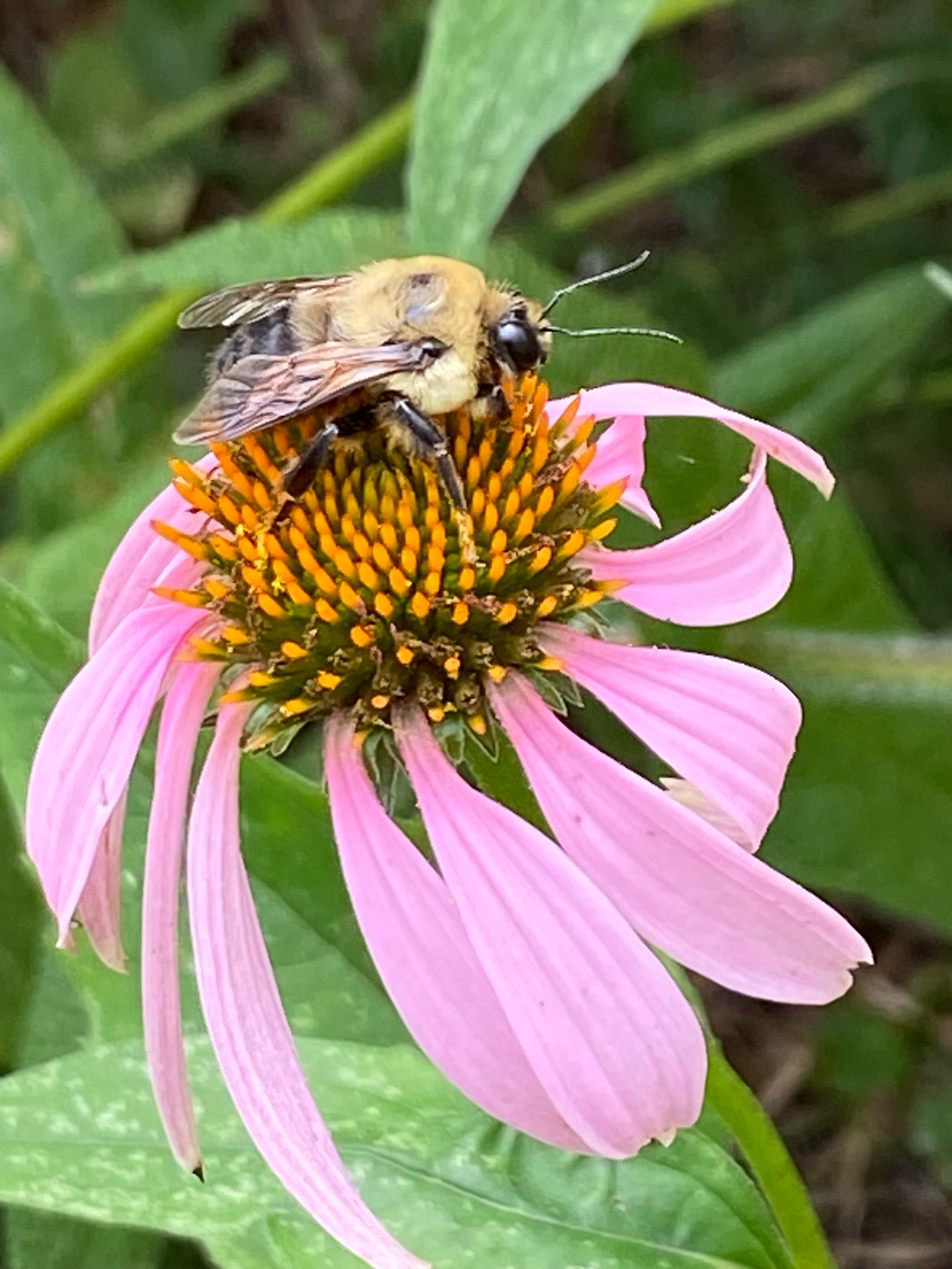 Brown-belted Bumble Bee (Bombus griseocollis) observed on Purple Coneflower (Echinacea purpurea)