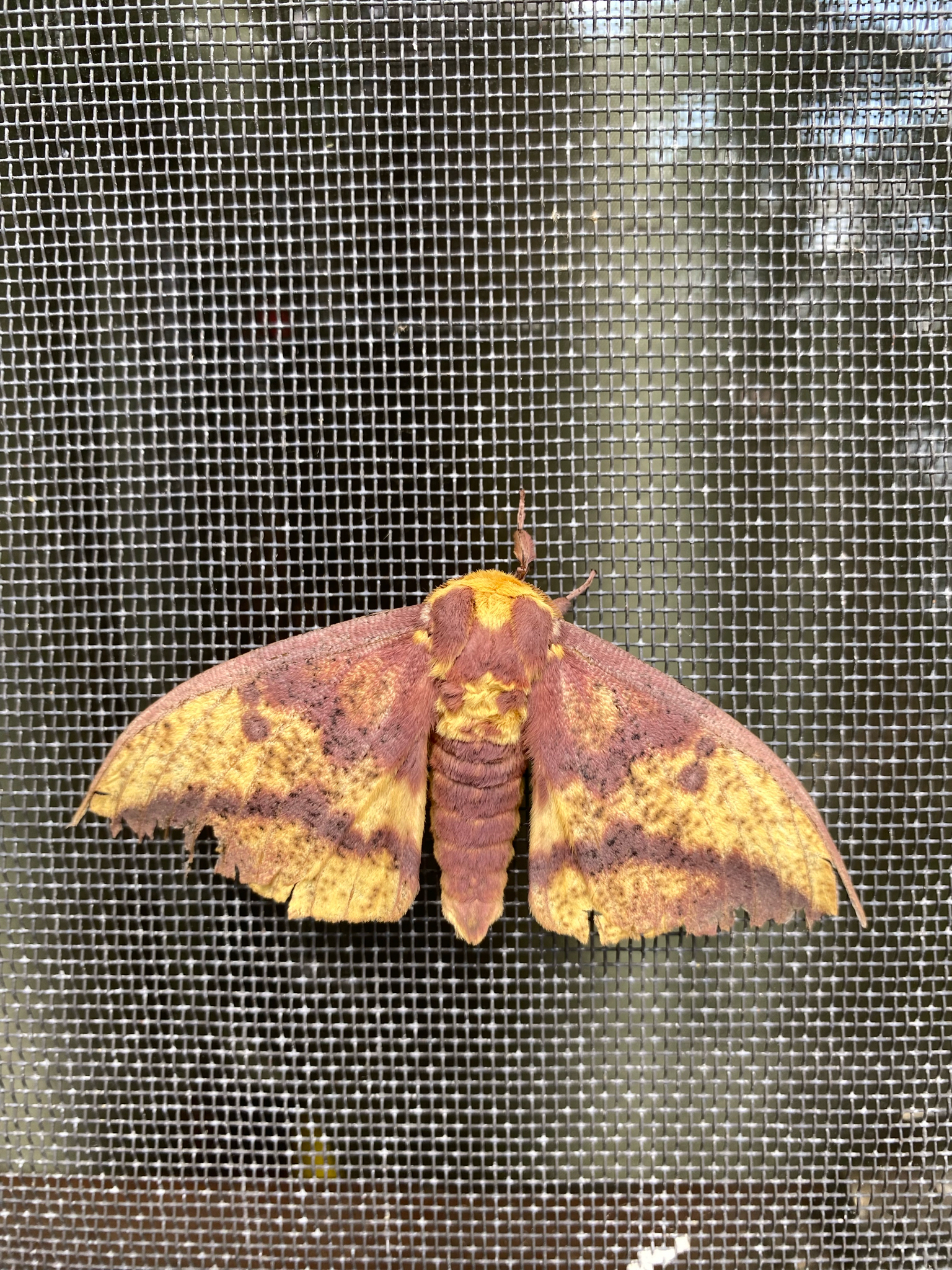 Canadian Imperial Moth (Eacles pini)