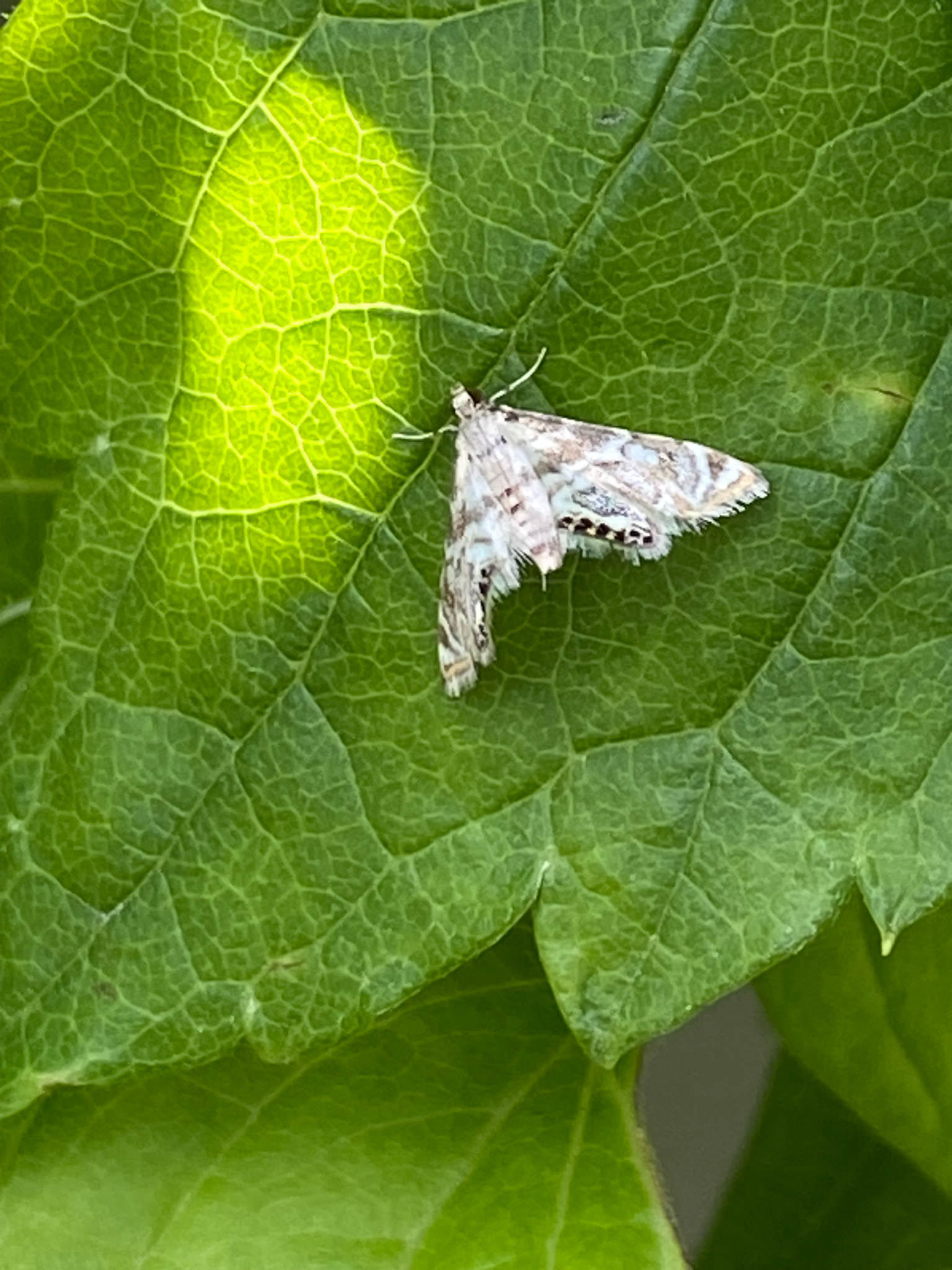 Canadian Petrophila (Petrophila canadensis) observed on Virgin's Bower (Clematis virginiana)