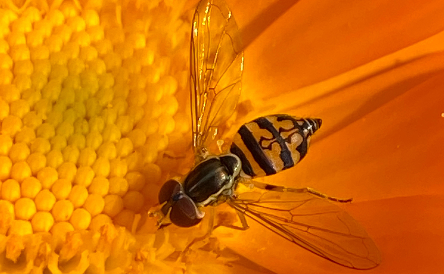 Eastern Calligrapher (Toxomerus geminatus) observed on Pot Marigold (Calendula officinalis).