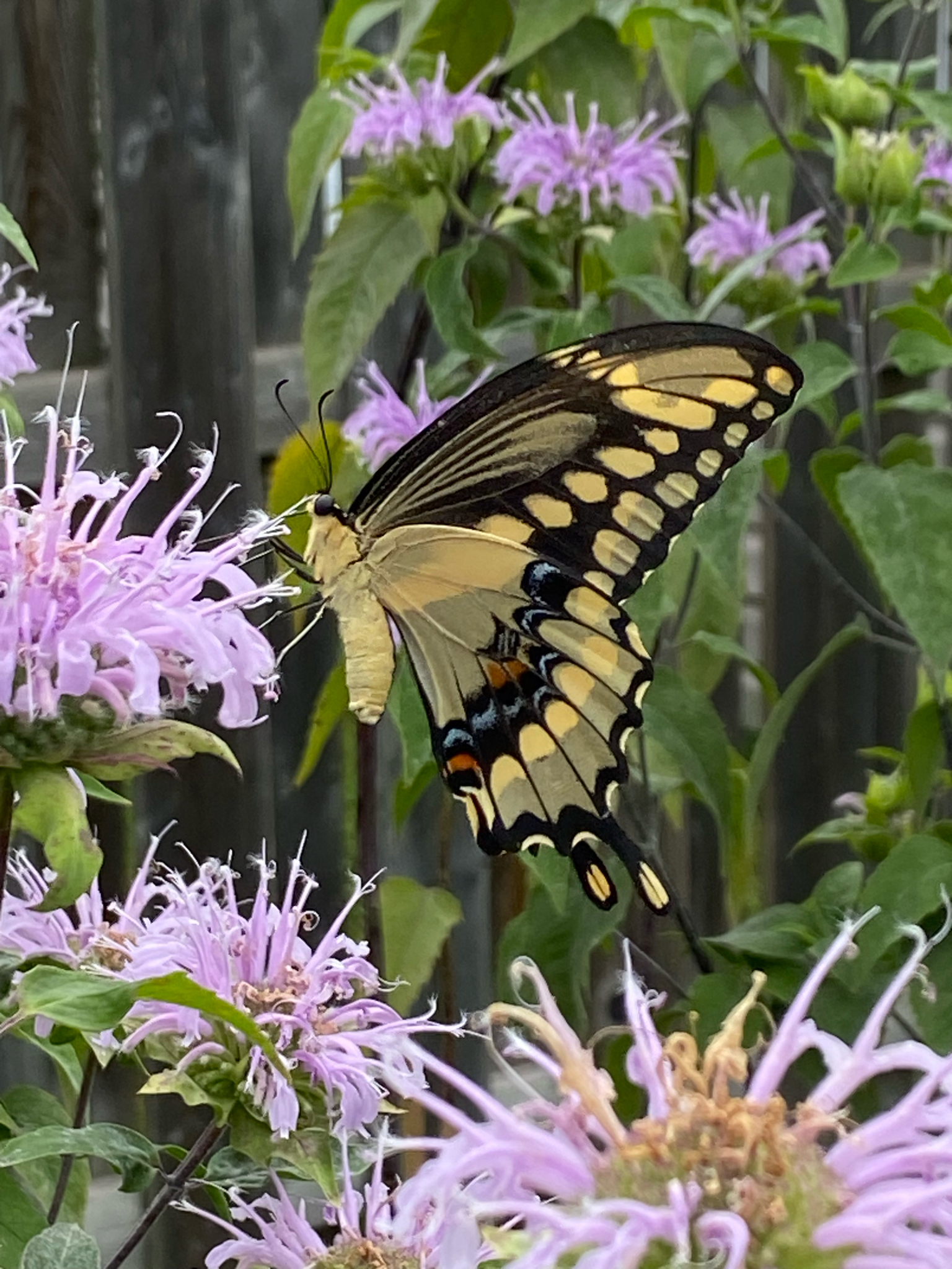 Eastern Giant Swallowtail (Heraclides cresphontes) observed on Bee Balm (Monarda fistulosa)