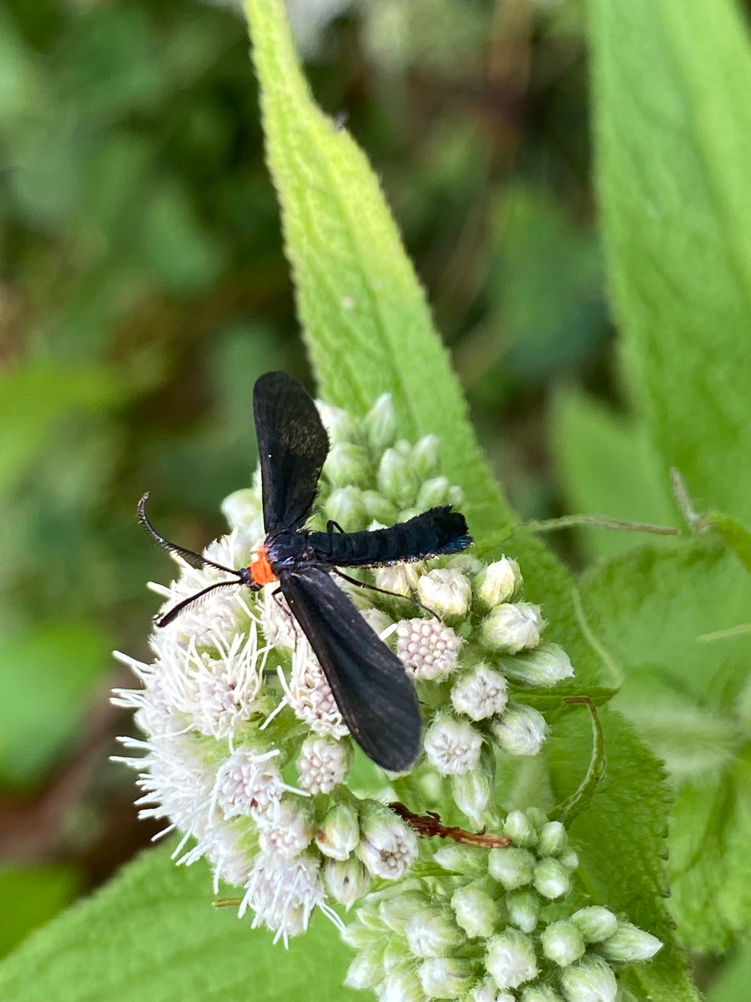 Grapeleaf Skeletonizer Moth (Harrisina Americana) observed on Common Boneset (Eupatorium perfoliatum)