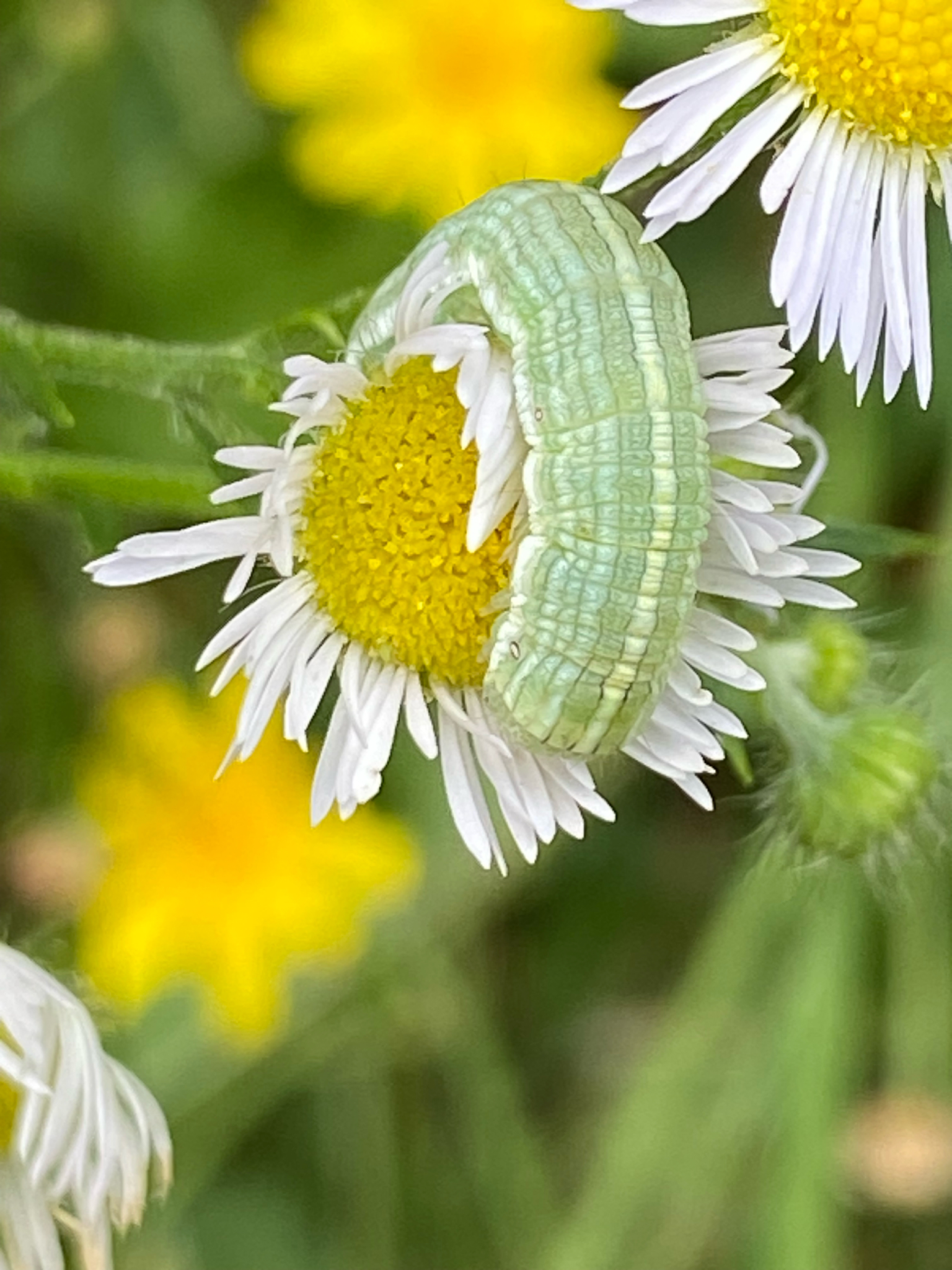 Gray Hooded Owlet Cucullia florea observed on Annual Fleabane (Erigeron annuus)