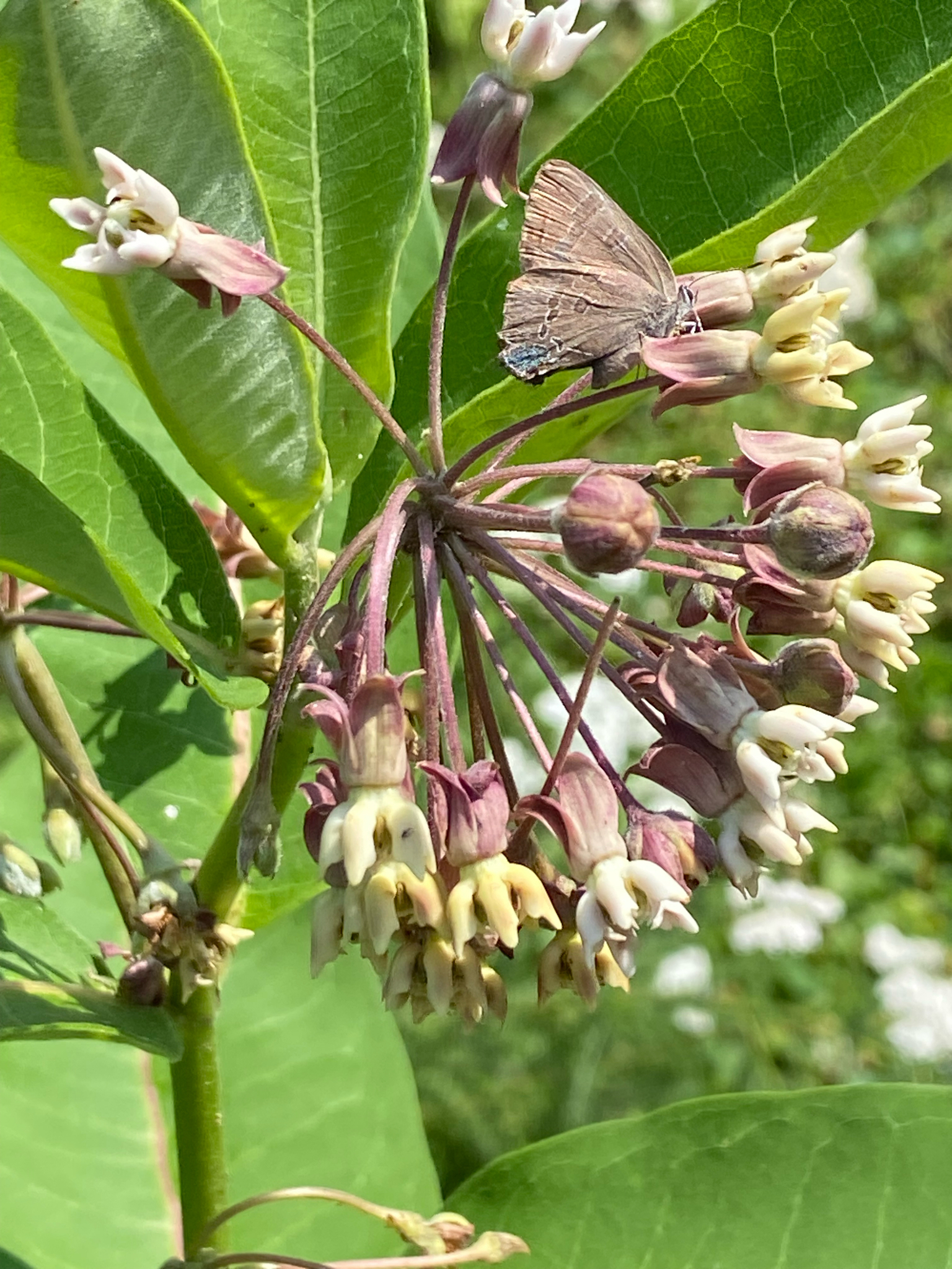 Hickory Hairstreak (Satyrium caryaevorus) observed on Common Milkweed (Asclepias syriaca)