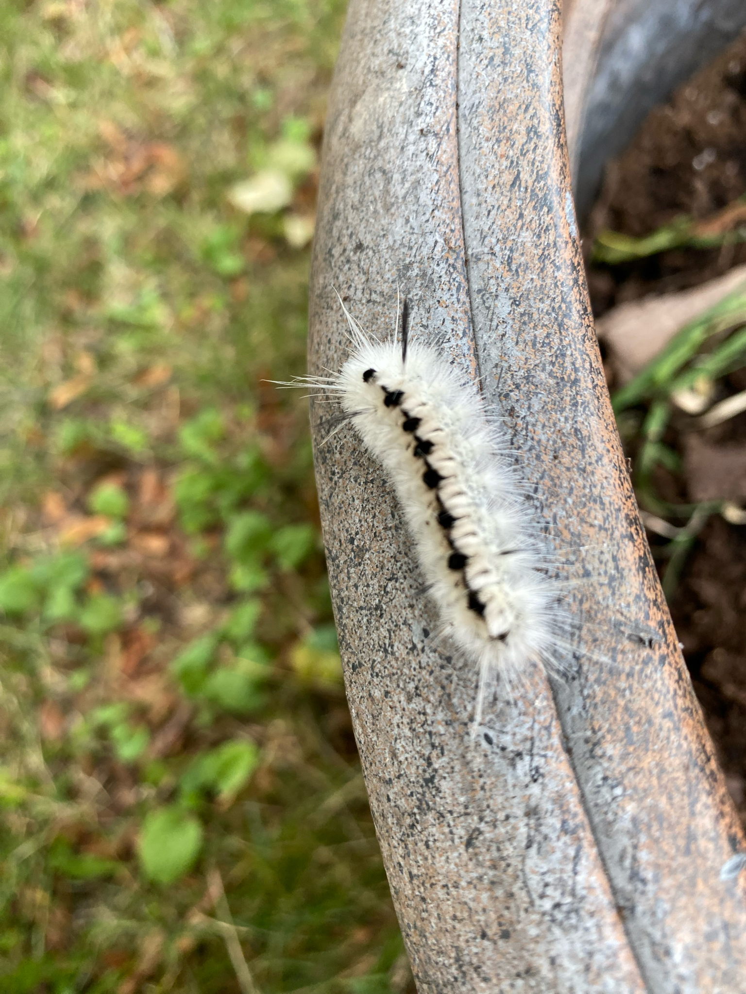 Hickory Tussock Moth (Lophocampa caryae)