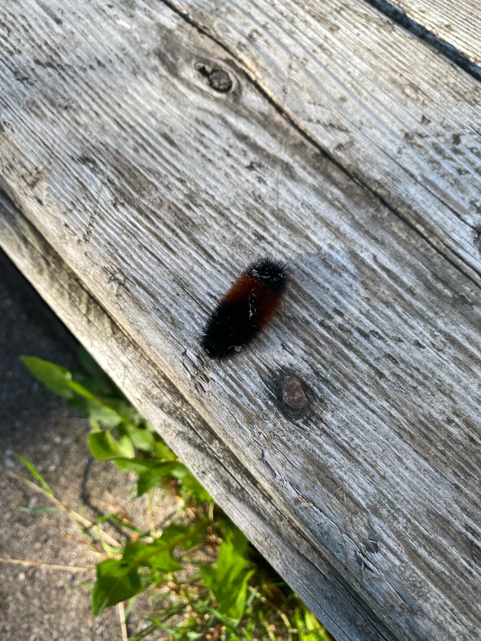 Isabella Tiger Moth (Pyrrharctia Isabella)