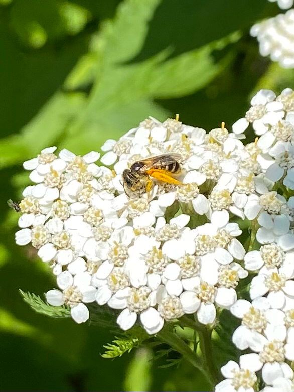 Sweat Bee - Ligated Furrow Bee (Halictus ligatus) observed on Yarrow (Achillea millefolium)