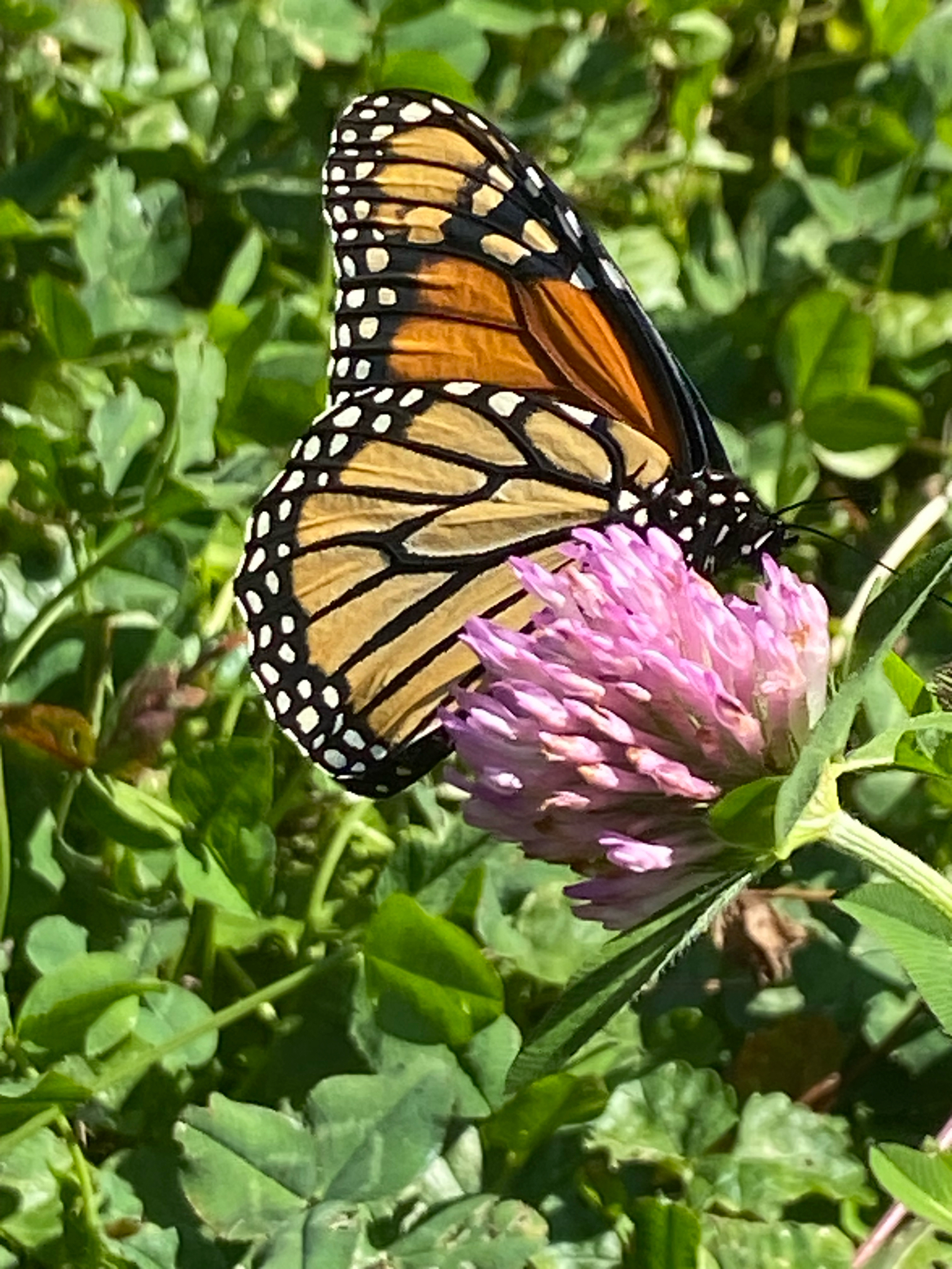 Monarch (Danaus Plexippus) observed on Red Clover (Trifolium pratense)