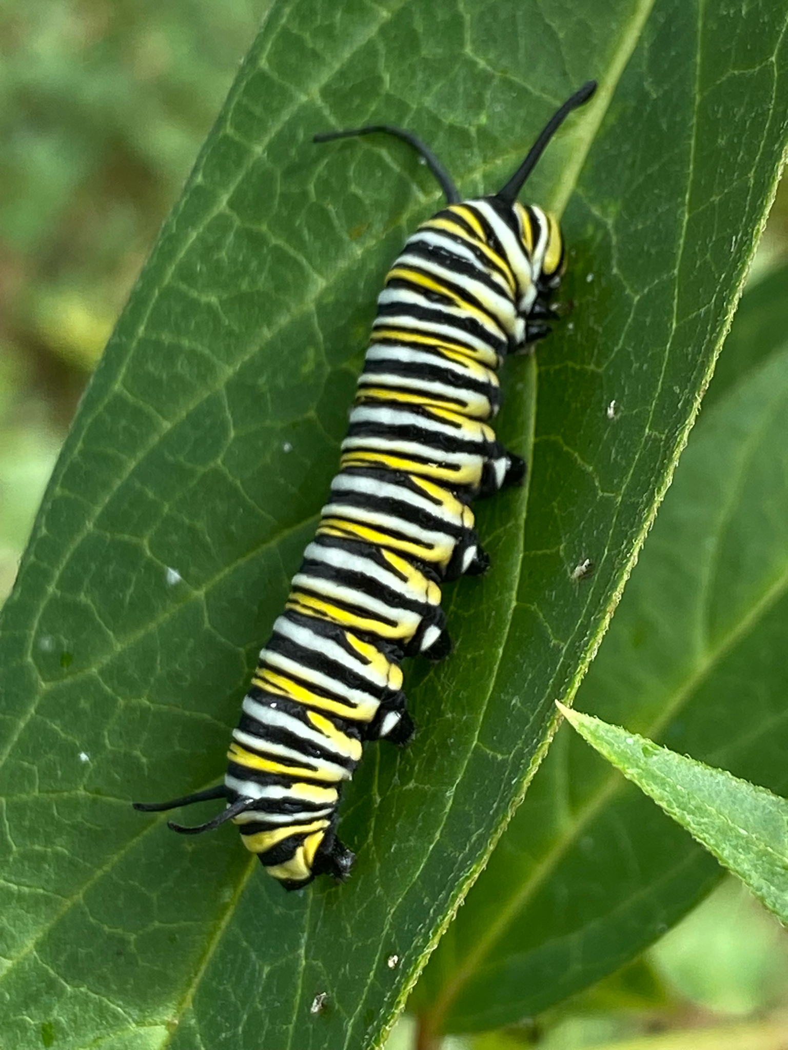 Monarch (Danaus Plexippus) observed on Swamp Milkweed (Asclepias incarnata)