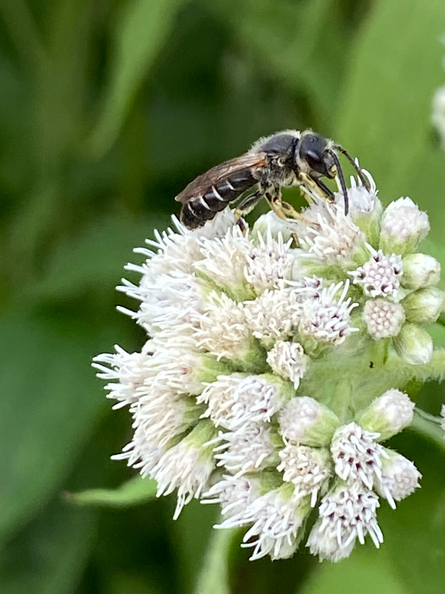 Sweat Bee - Orange-legged Furrow Bee (Halictus rubicundus) observed on Common Boneset (Eupatorium perfoliatum).