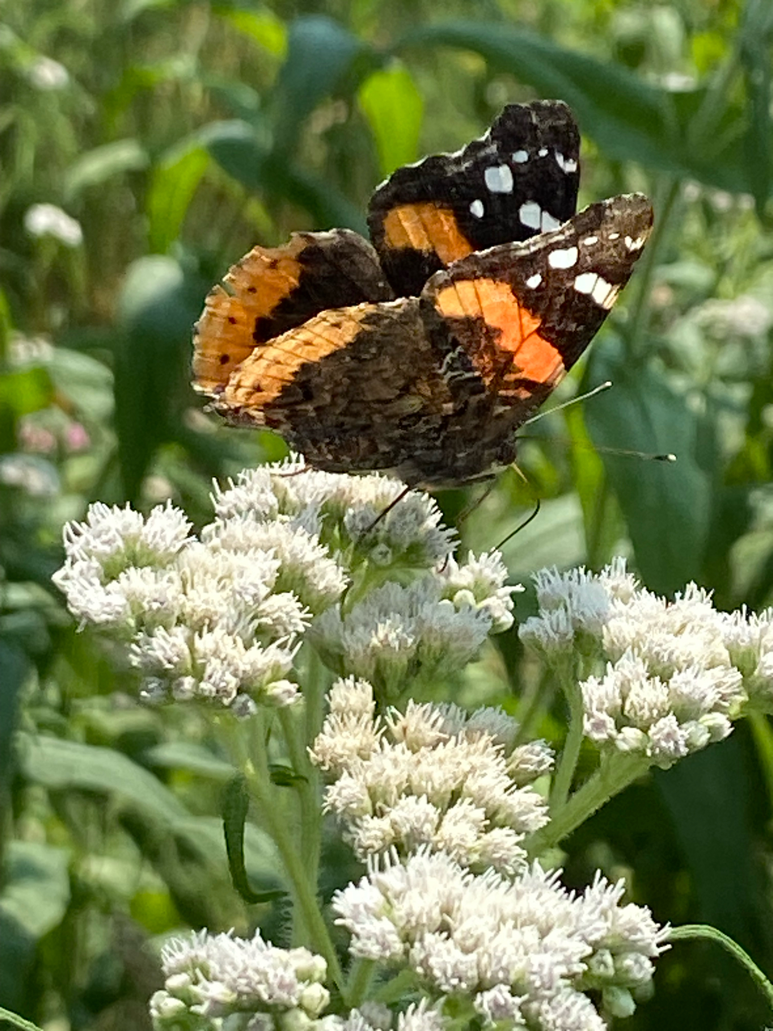 Red Admiral (Vanessa atalanta) observed on Common Boneset (Eupatorium perfoliatum)