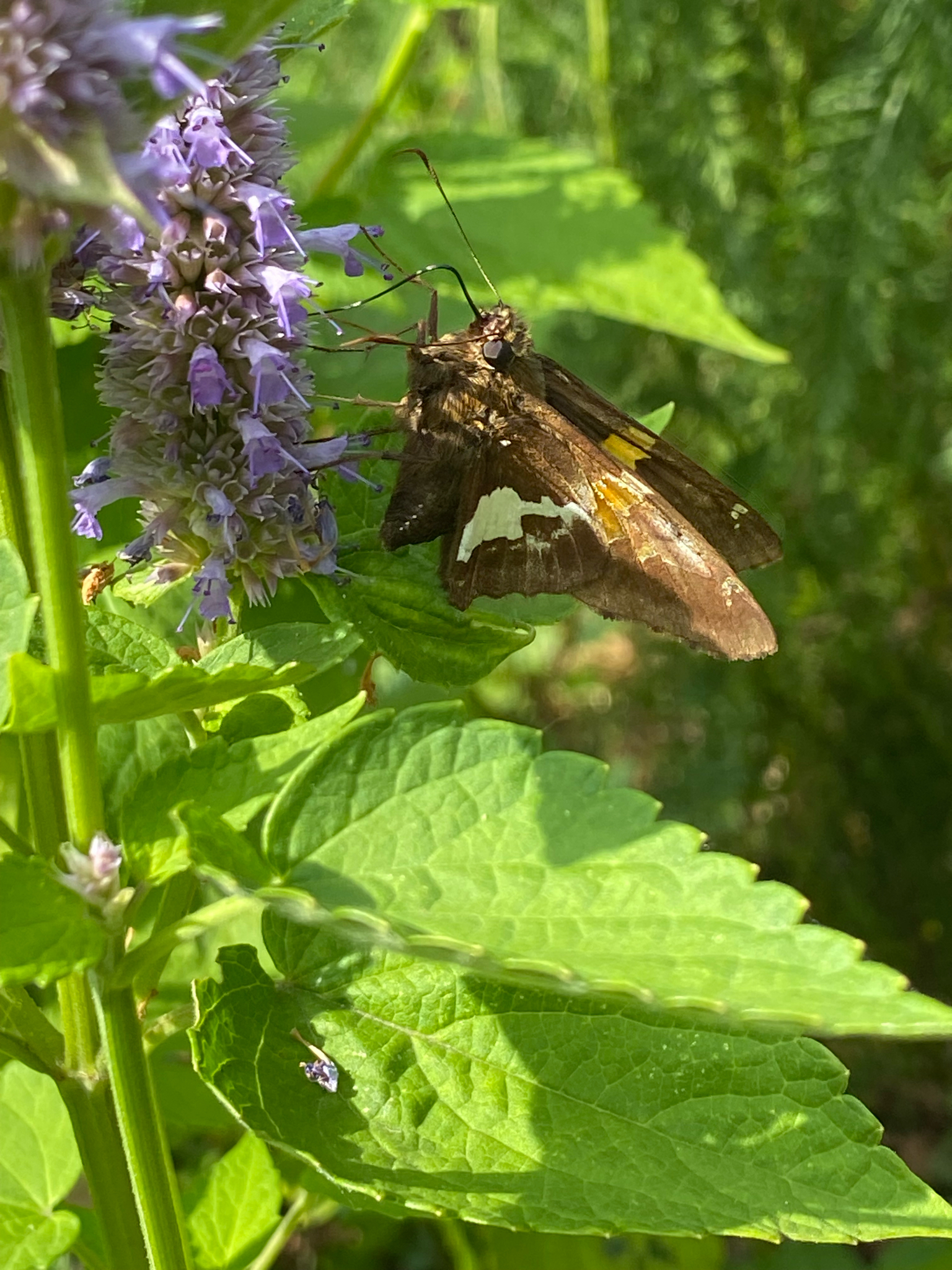Silver-spotted Skipper (Epargyreus clarus) observed on Anise Hyssop (Agastache foeniculum)