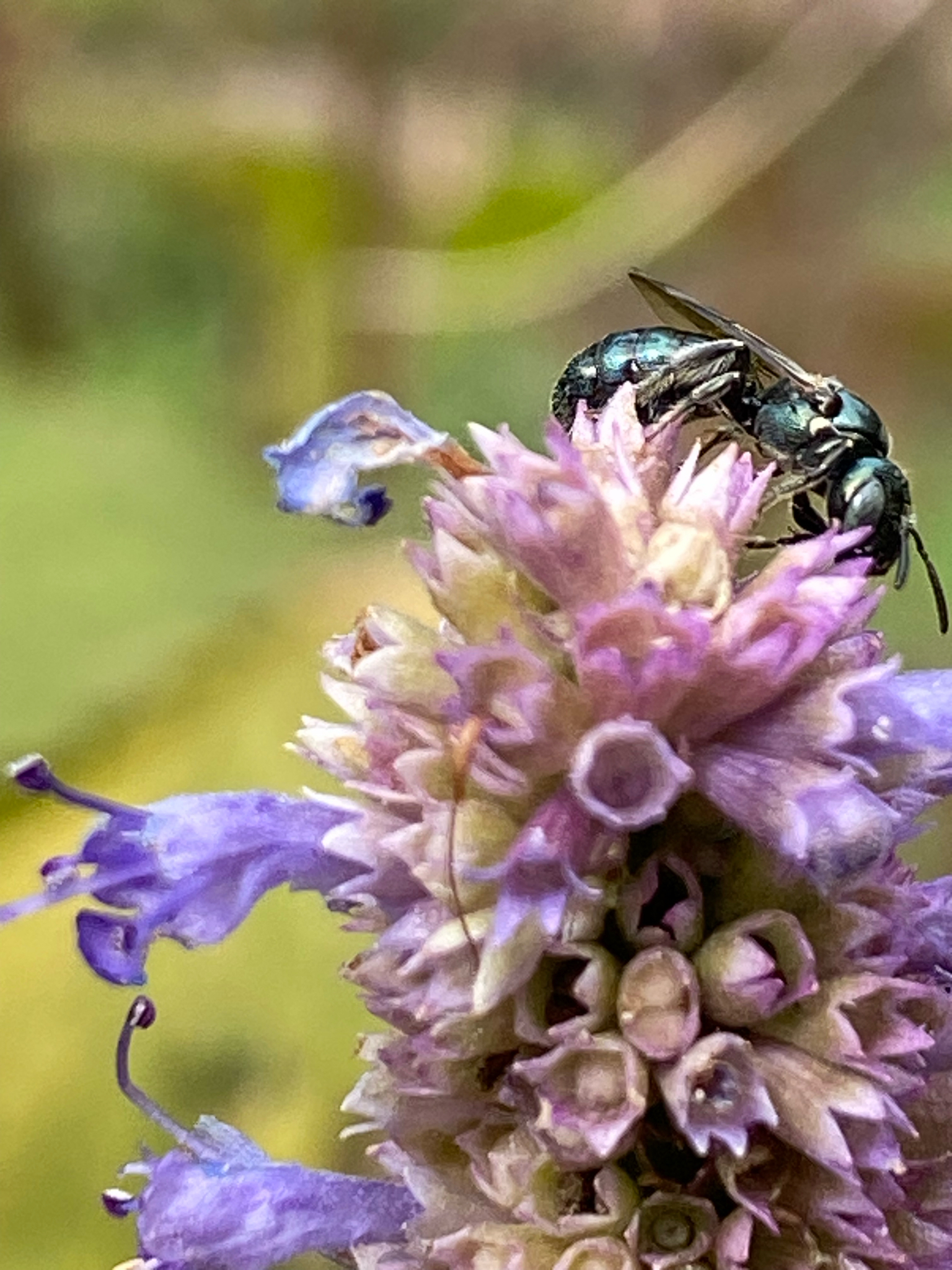 Carpenter Bee - Spurred Ceratina (Ceratina calcarata) observed on Anise Hyssop (Agastache foeniculum)