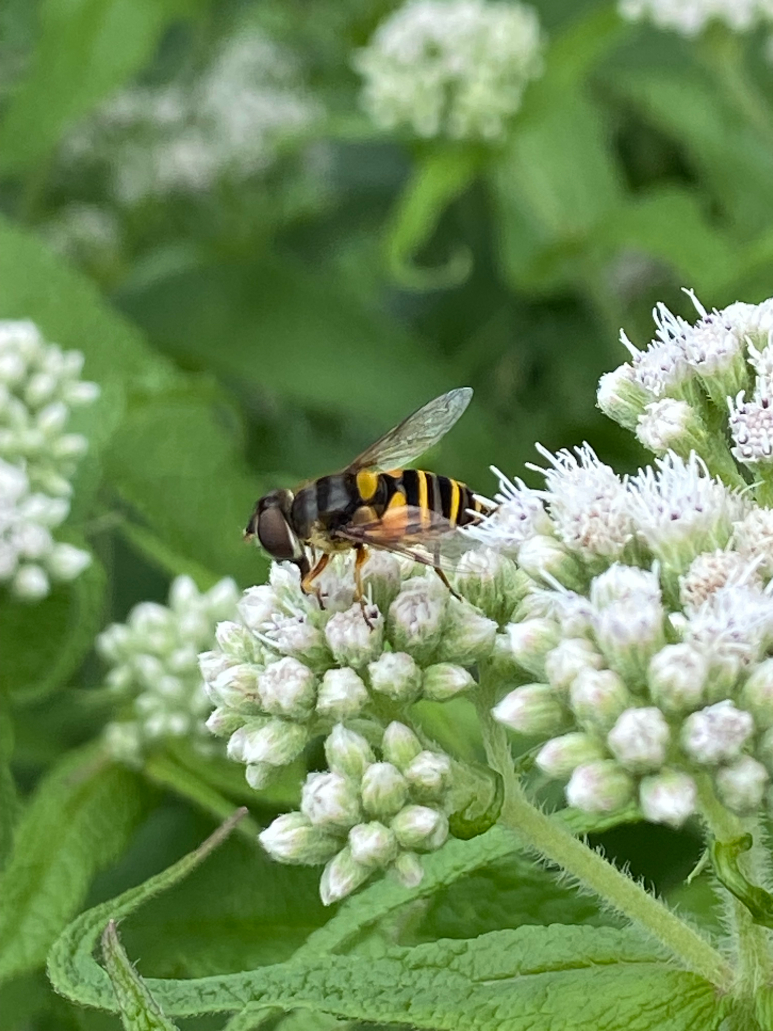Transverse-banded Flower Fly (Eristalis transversa) observed on Common Boneset (Eupatorium perfoliatum)