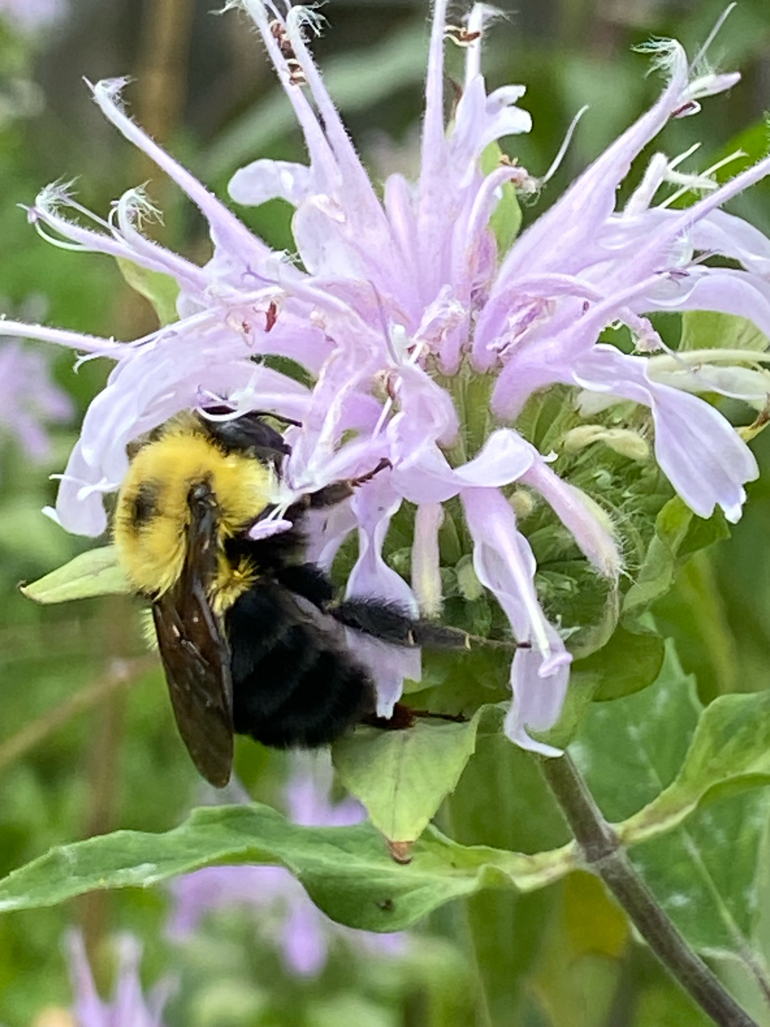 Two-spotted Bumble Bee (Bombus bimaculatus) observed on Bee balm (Monarda fistulosa)