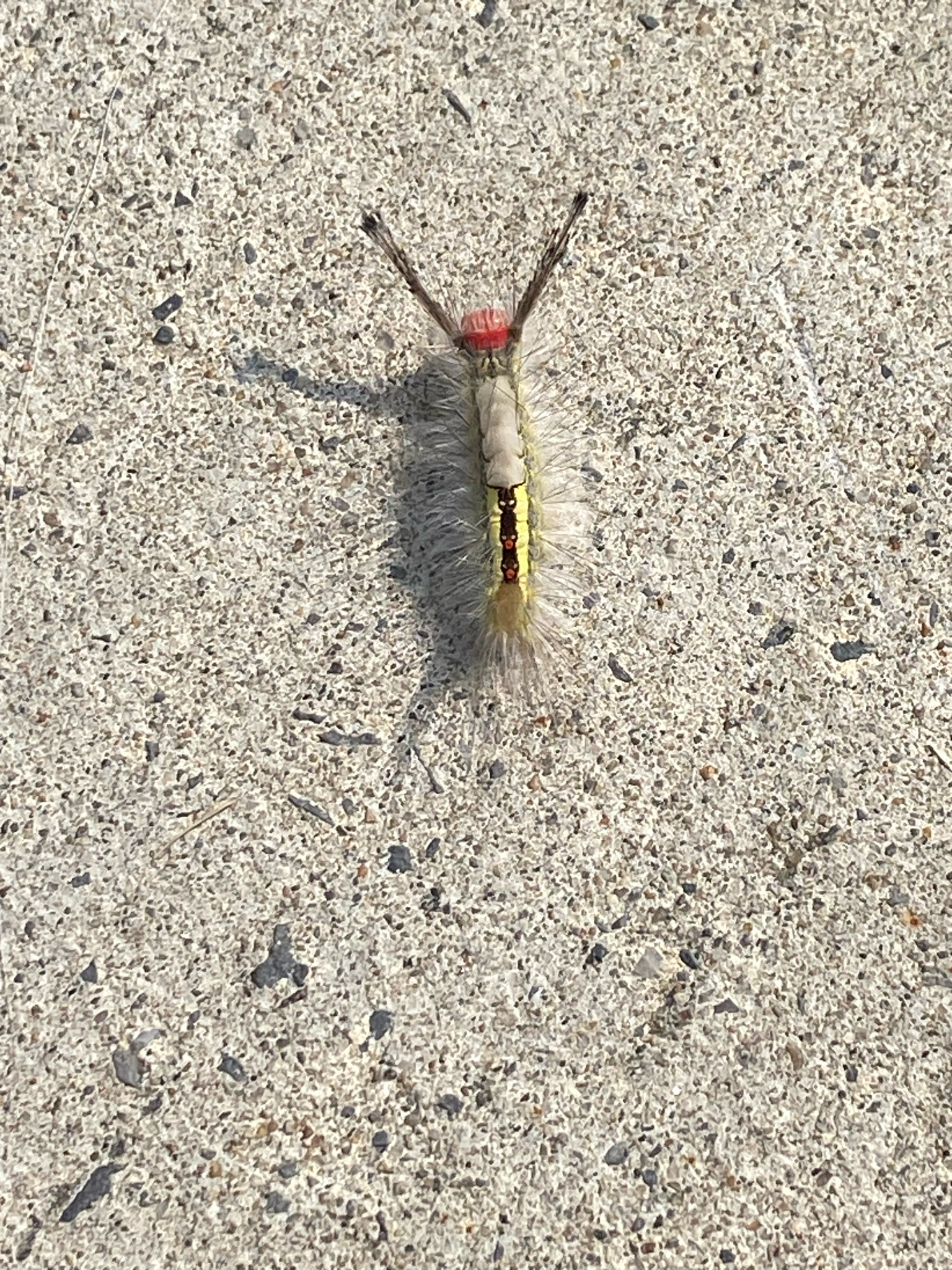 White-marked Tussock Moth (Orgyia leucostigma)